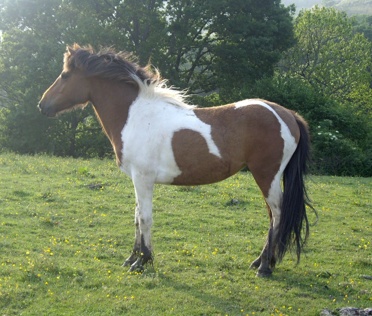 Les races de poneys